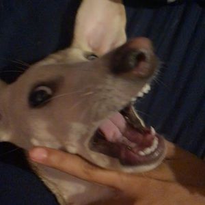 Meet your Posher, Monique